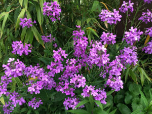 0Phlox